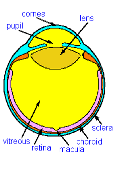 eye4mp.gif (5217 bytes)